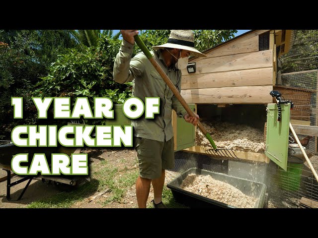 I've had Backyard Chickens For 1 Year | What's It Like