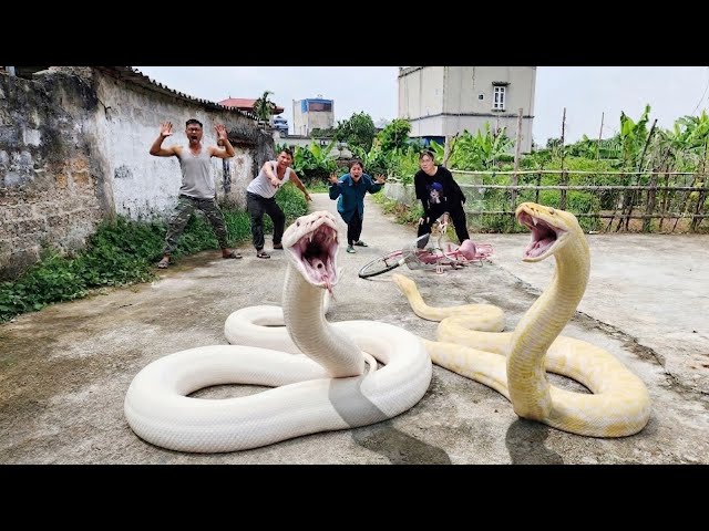 The expert bravely confronted two giant pythons.