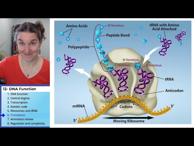 DNA Function 6- Translation