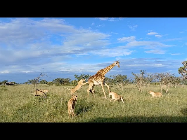 Lion pride takes down calf and protective giraffe mother