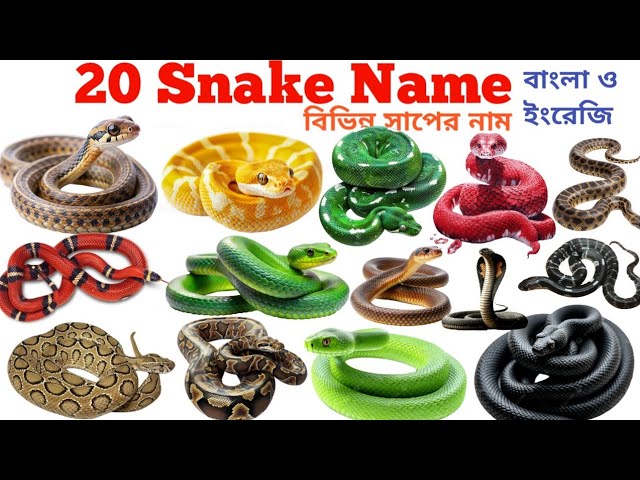 Snake Name Video বিভিন্ন সাপের নাম | Kids Learning 20 Snake Name In English To Bangla With pictures 