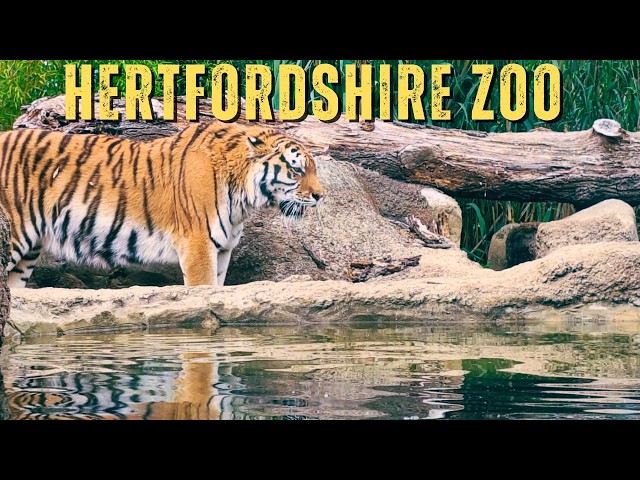 Hertfordshire Zoo | From UK's Worst Zoo to Award Winner?