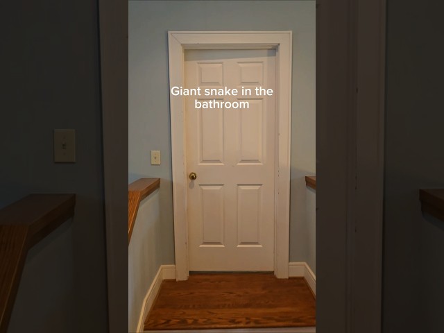 The biggest snake I've ever seen. Hiding in my bathroom. #reptiles #venomoussnakes #pets