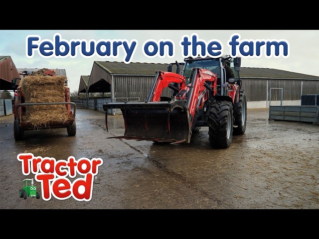 What Happens on a Farm in February? | Winter Farm Life for Kids | Tractor Ted 🚜