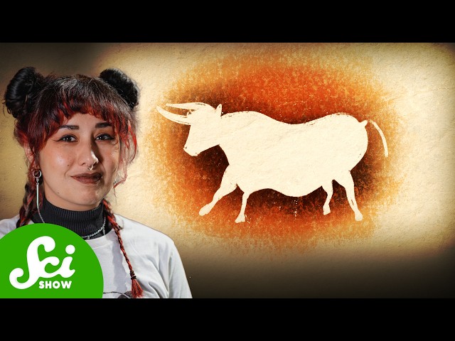 Why Are There No Wild Cows?