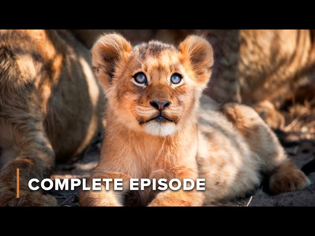 Baby Lioness Under Attack: Pride’s Fierce Fight for Survival | New Kids In The Wild 102