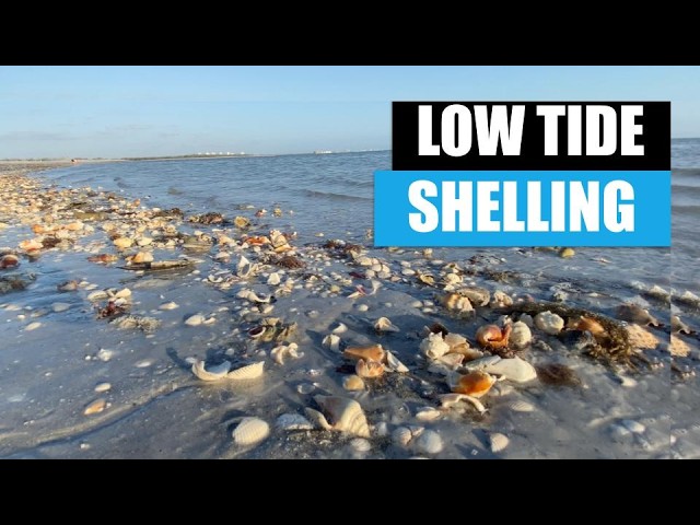 Florida shelling at low tide. My favorite beach after dredging was awesome!