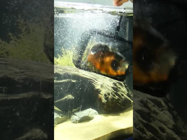 Moving the Big Oscar Fish