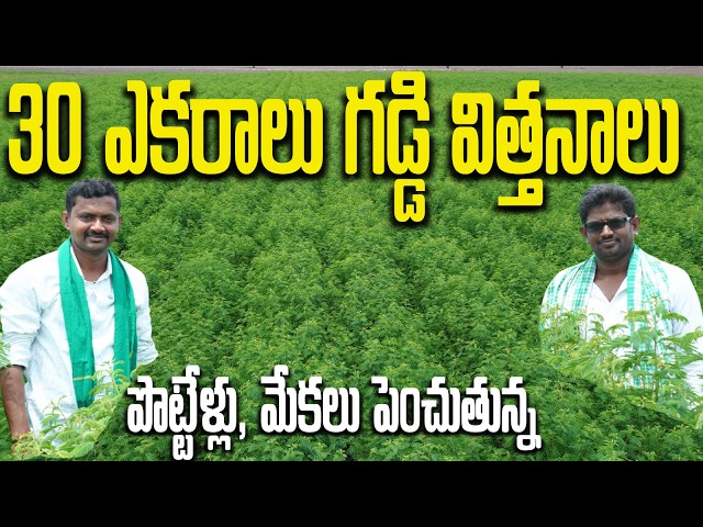 30 ఎకరాల్లో గడ్డి విత్తనాలు వేస్తున్న | పొట్టేళ్లు, మేకలు పెంచుతున్న