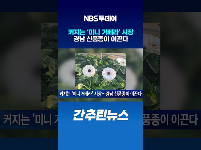 커지는 ‘미니 거베라’ 시장…경남 신품종이 이끈다