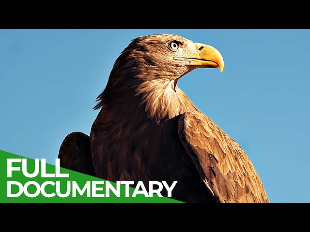 Wings of Freedom: The Last Wild Sea Eagle | Free Documentary Nature