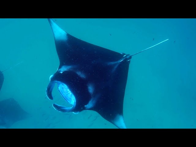 Why Are Manta Rays So Important? | Our Changing Planet  | BBC Earth