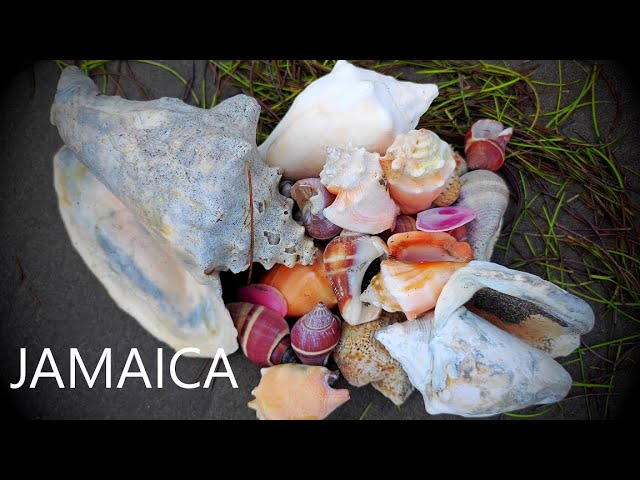 CARIBBEAN SHELL HAUL: Return to Jamaica - shelling a remote beach for beautiful Conchs! 🇯🇲