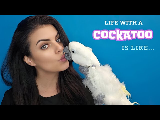 Meet My Umbrella Cockatoo & Get To Know Jersey | #cockatoo #parrot #engagednotcaged