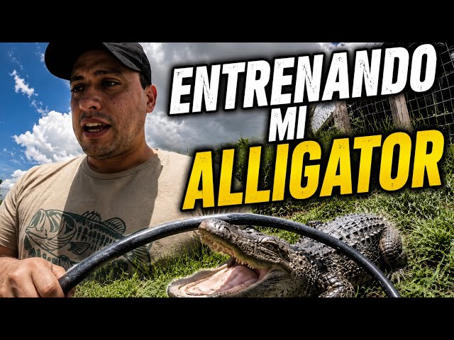 I'm Teaching My Alligator Some Tricks | Feeding Rosco