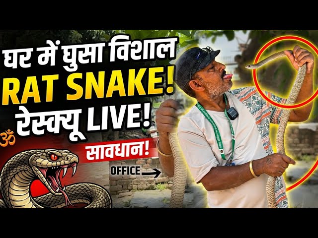 घर में घुसा विशाल Rat Snake (धामन सांप)देखिये आखिर कैसे किया रेस्क्यू Rescue Biggest Rat Snake