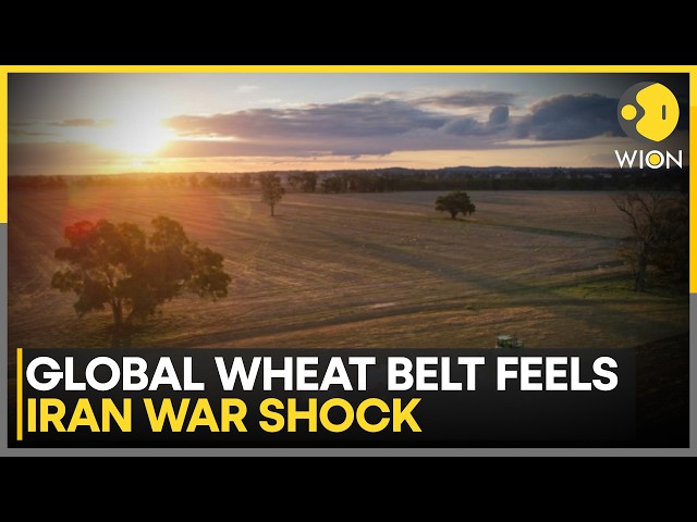 Global Grain Hubs Brace for Supply Squeeze; Fuel, Fertiliser Crisis Hits Wheat Producers | WION News