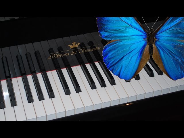 Butterfly VIP Tutorial