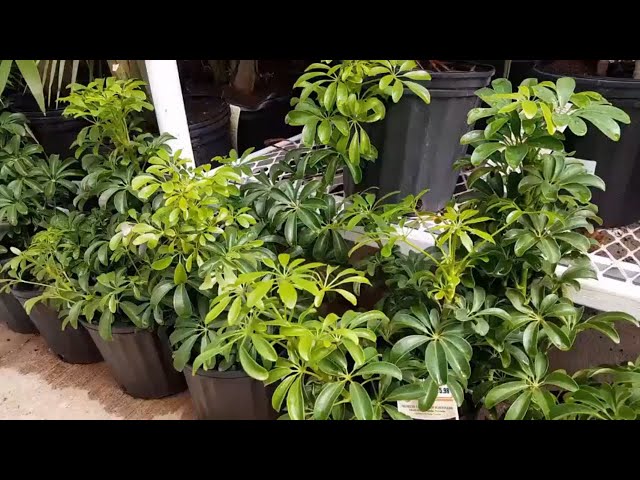 How To Take Care of the Schefflera Arboricola | Donna Joshi