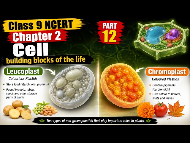 leucoplast and chromoplast | Class 9 NCERT Chapter 2 : Cell building blocks of the life malayalam