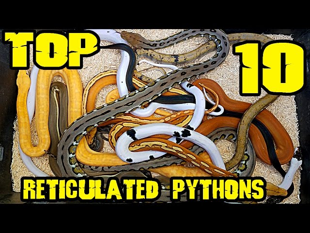 Today's Top Ten:  $100K in SNAKES
