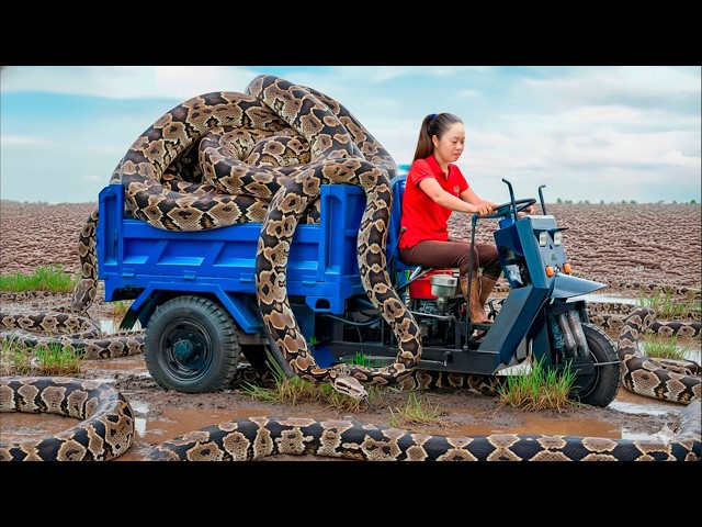 Harvesting Giant Anaconda 200Kg & Go to Market Sell | Giant python hiding under giant water