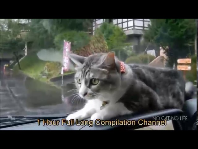 10 hours cat compilation