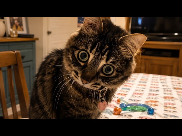 The Most DRAMATIC CATS You'll Ever See 🤣
