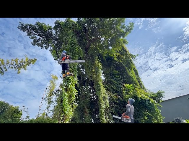 This Giant Tree Defeated Every Logger Until We Brought Out the Heavy Machinery!