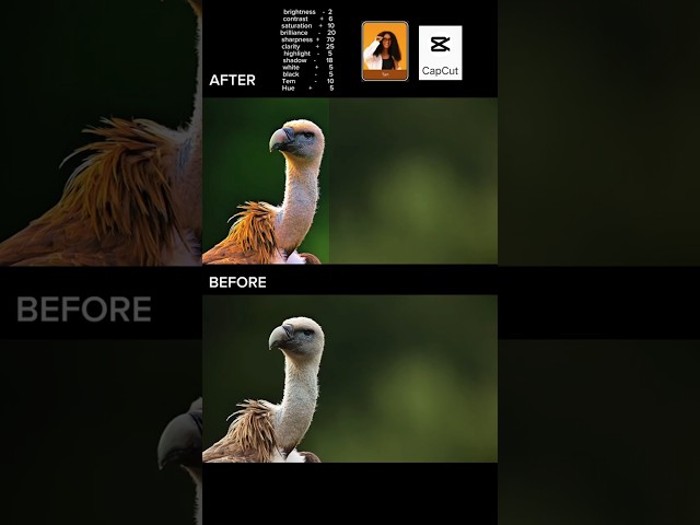 CapCut Colour Grading for Beginners
