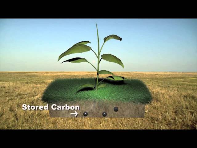 Sequestering Carbon in the Prairie