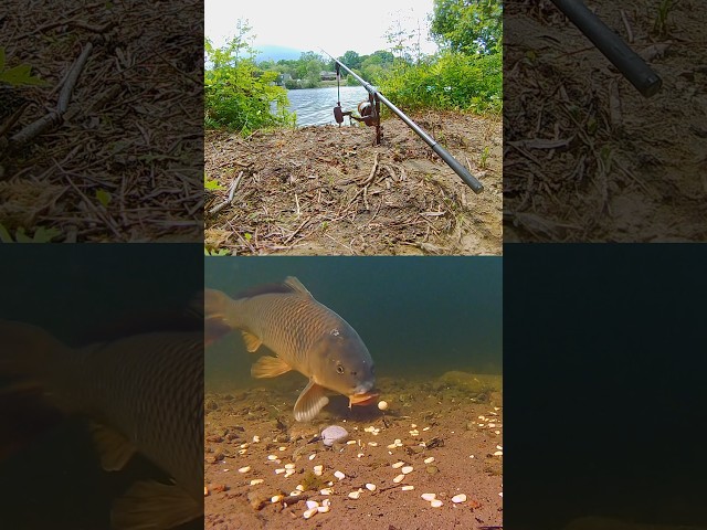 Underwater Ronnie Rig Take 🐟💨 #carpfishing #shorts