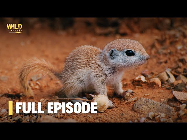 Secrets of Squirrels | Full Episode | Nature documentary 