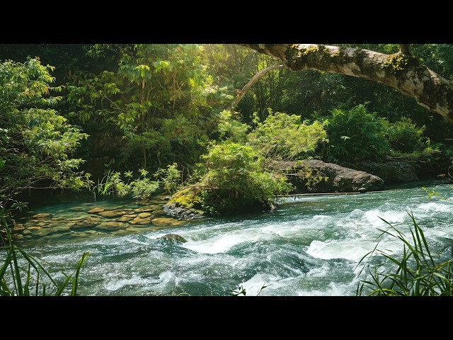 Natural River Ambience ASMR 🌊 Pure Water Flow – No Rain No Music for Deep Relaxation