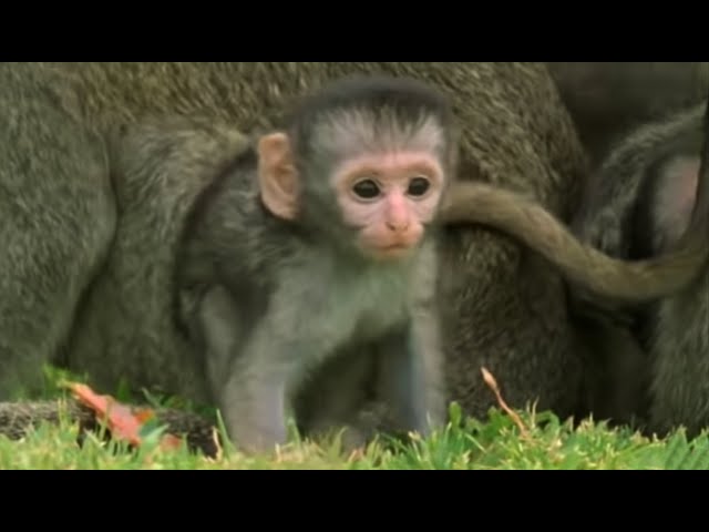 These Adorable Baby Monkeys Are So Playful! | Cheeky Monkey | BBC Earth