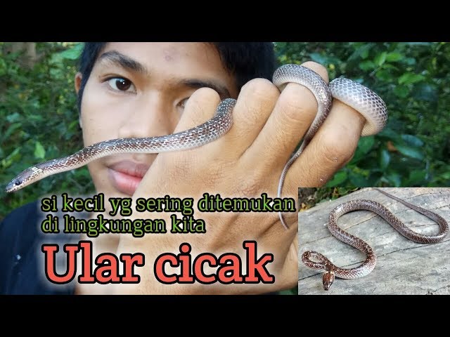 Mengenal ular cicak ( LYCODON CAPUCINUS )