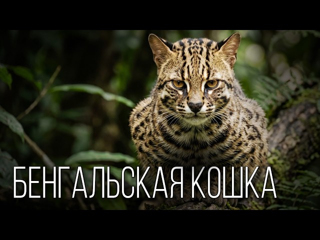 Bengal Cats: Little Leopards | Interesting Facts About the Bengal Cat Breed