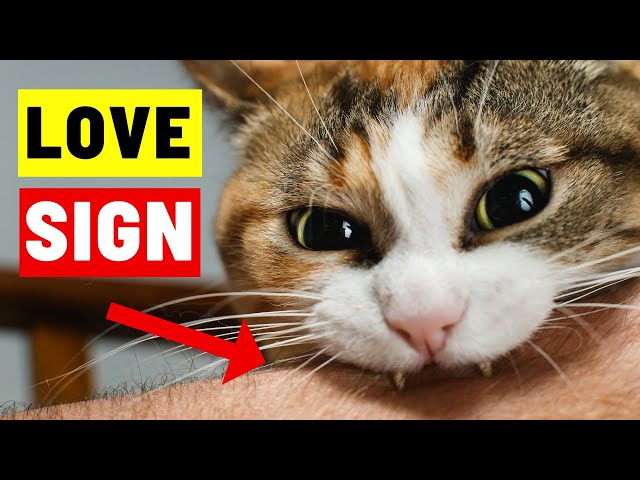 14 Signs Your Cats Sees You as Their Parent