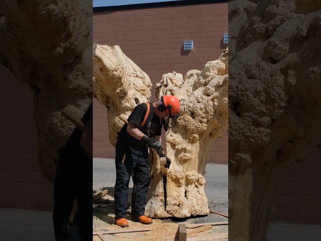 Turning a Maple Burl Tree into a Sculpture for a Client in NYC #woodartist #tools #construction