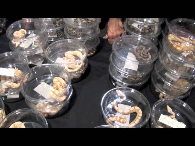 Anaheim NARBC Reptile Expo 2010 ( Original Version)