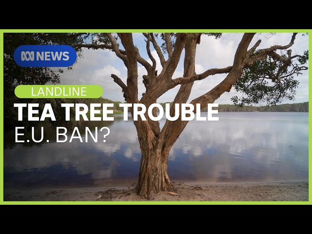Why Europe is questioning Aussie tea tree oil, and why producers are alarmed | Landline | ABC NEWS