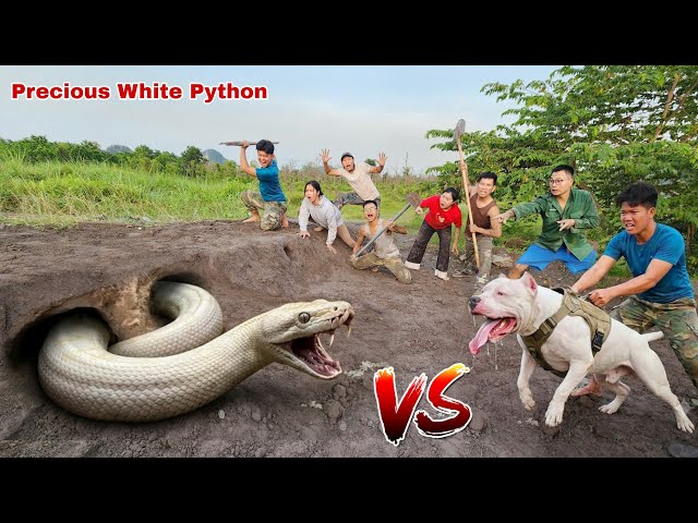 Pit Bull and Hunter Dig Up and Catch Giant White Python