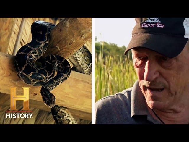 IT'S RAINING SNAKES! 8 Foot Python Worth $250 | Swamp People: Serpent Invasion (Season 3) | History
