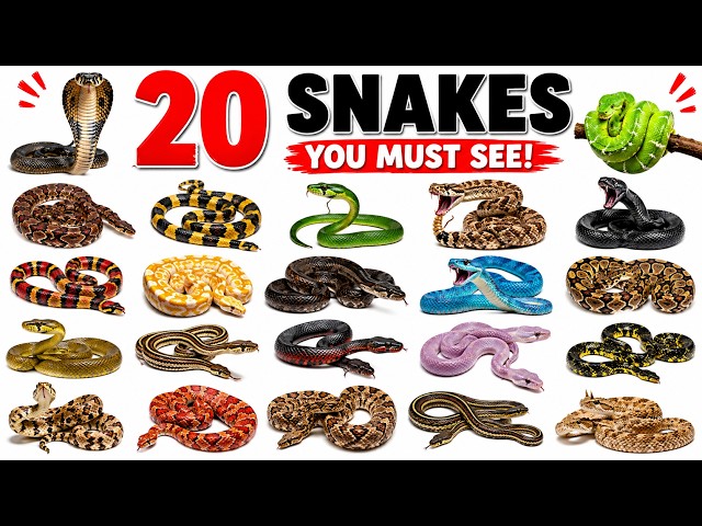 20 Amazing Snakes for Kids | Learn Snake Names | Reptiles & Creepy Crawlering Animal Sounds for Kids