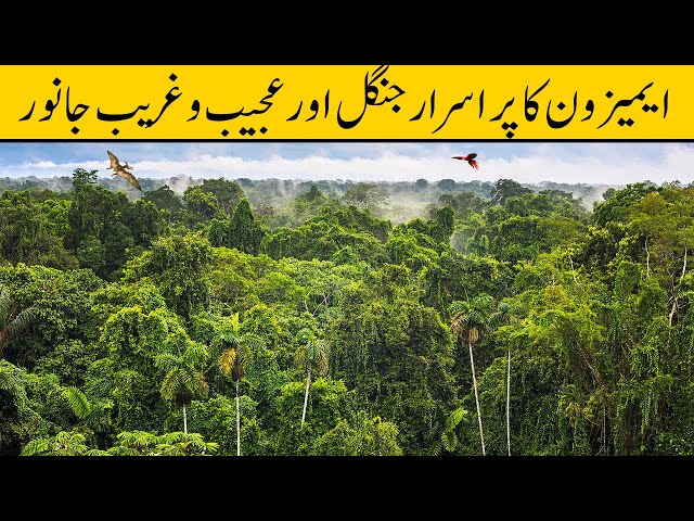 Wonders of Amazon Jungle | Urdu/Hindi