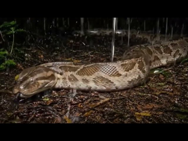 The Mystery of the Giant Python 🐍 | A Rare Wildlife Discovery #shorts #shortvideo 