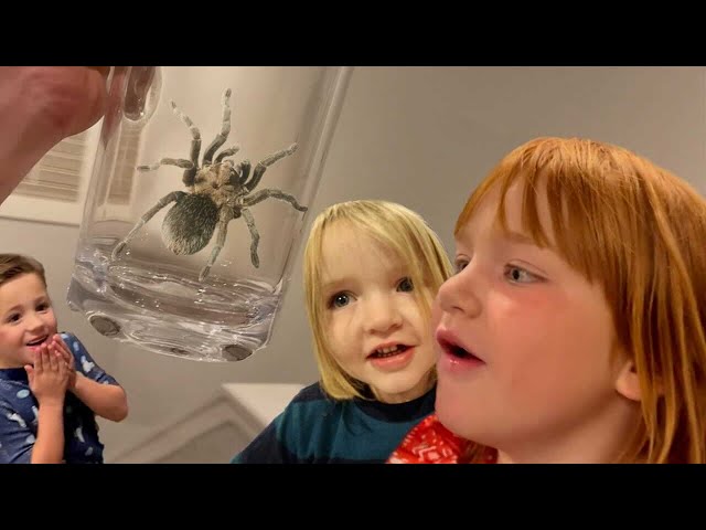 TARANTULA in the HOUSE!!  Family Road Trip with our Friends! and BEST DAY EVER 1 - 500 THE MOViE 🍿