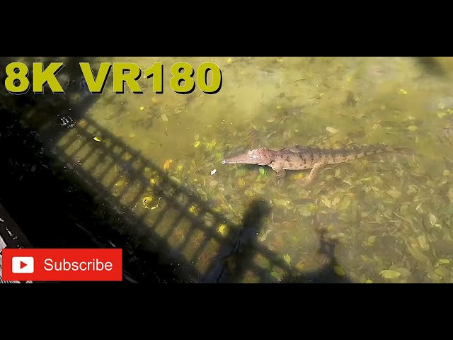 8K VR180 3D Freshwater crocodile Dreamworld  Gold Coast Australia (Travel videos, ASMR/Music 4K/8K)