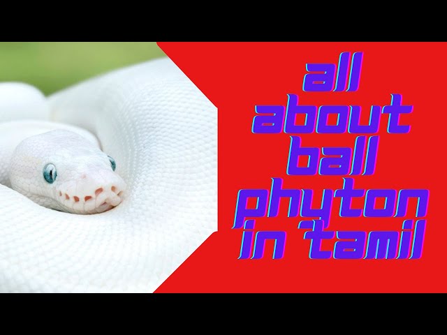 BALL PHYTON CARE IN TAMIL