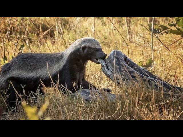 Honey Badger: The Witty Little Creature | Ultimate Honey Badger | जंगल का गुंडा 🤯| Gold nature fz 